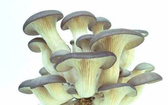 一种菌菇含抗癌物质 这样吃最佳|平菇|菌菇|抗癌
