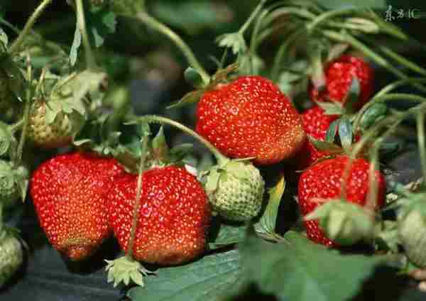 草莓有八大保健功效|草莓