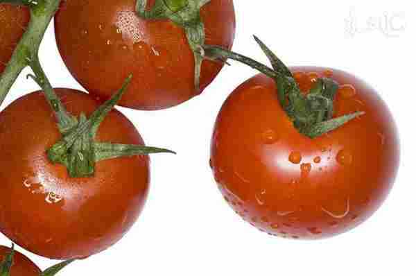 常吃西红柿能防治胃癌|西红柿|胃癌