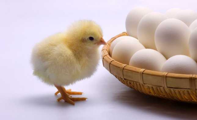 一个鸡蛋五种功效|鸡蛋