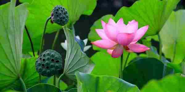 夏至养生五大秘诀|夏至|24节气|养生