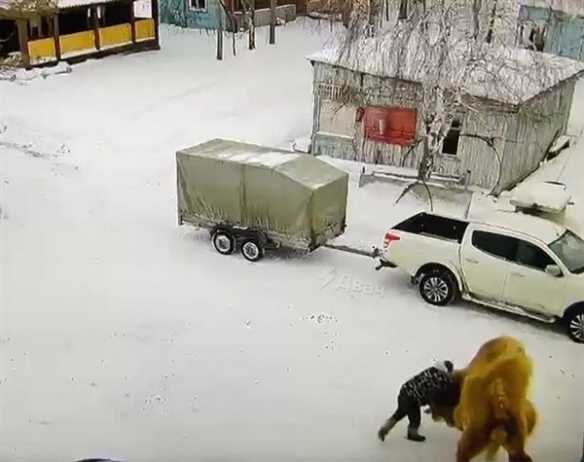 俄罗斯男子殴打骆驼被撕咬拖行身亡：战力惊人别招惹
