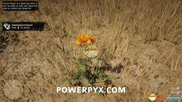 《荒野大镖客2》草原罂粟采集位置介绍