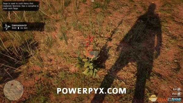 《荒野大镖客2》丹参采集位置介绍