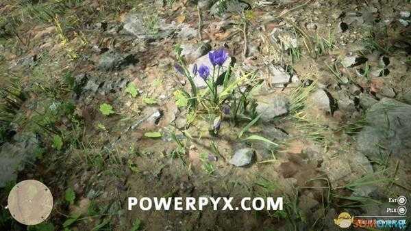 《荒野大镖客2》紫色雪花莲采集位置介绍