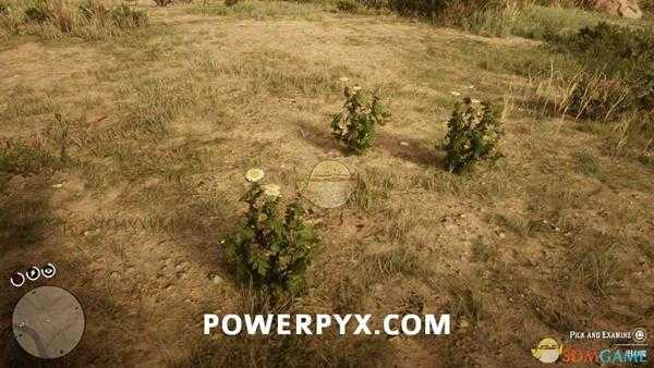 《荒野大镖客2》野生小白菊采集位置介绍