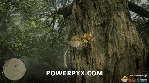 《荒野大镖客2》雪茄兰采集位置介绍