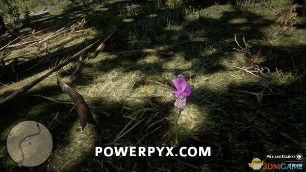 《荒野大镖客2》龙口兰采集位置介绍