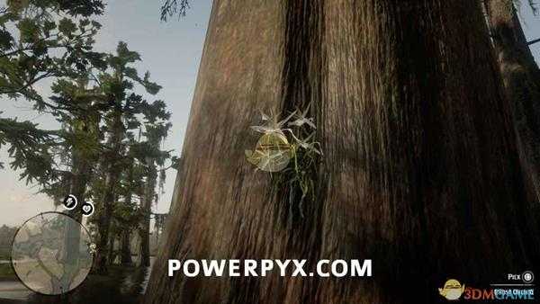 《荒野大镖客2》幽灵兰采集位置介绍