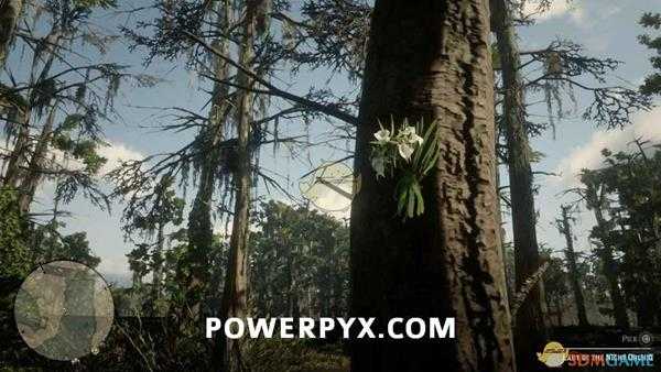 《荒野大镖客2》夜夫人兰采集位置介绍