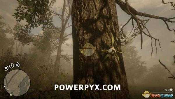 《荒野大镖客2》夜花树兰采集位置介绍