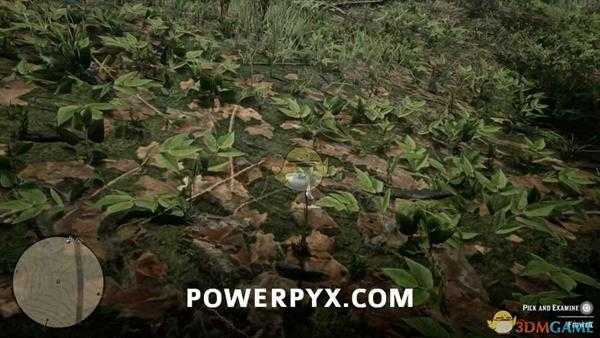 《荒野大镖客2》麻雀蛋杓兰采集位置介绍