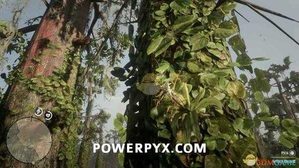 《荒野大镖客2》蜘蛛兰采集位置介绍