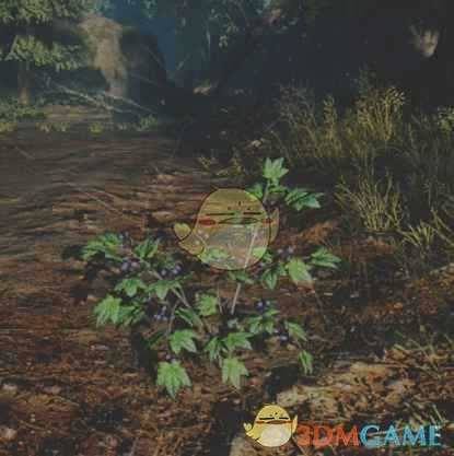 《往日不再》黑加仑子收集地点与外形一览