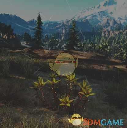 《往日不再》景天草收集地点与外形一览