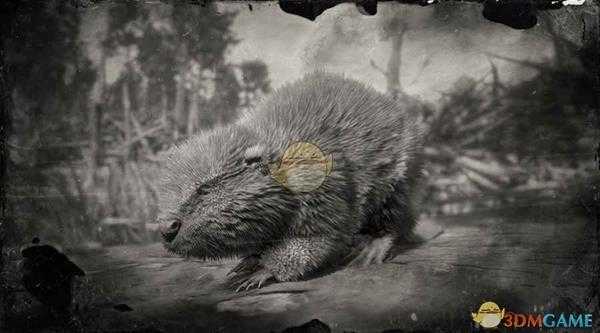 《荒野大镖客2》北美河狸图鉴一览