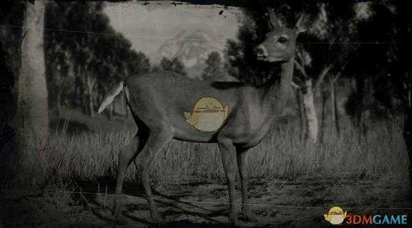 《荒野大镖客2》白尾鹿图鉴一览