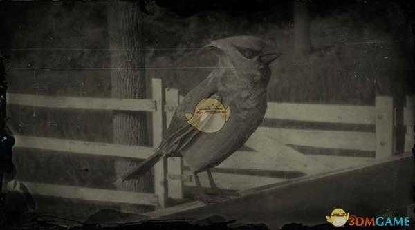 《荒野大镖客2》雪松太平鸟图鉴一览