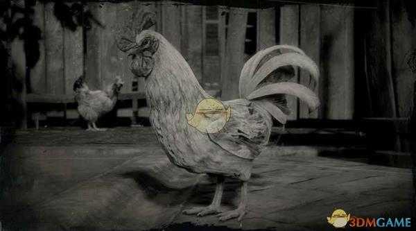 《荒野大镖客2》来航公鸡图鉴一览