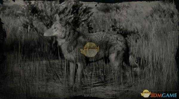 《荒野大镖客2》加州峡谷郊狼图鉴一览