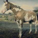 《荒野大镖客2》欧维欧毛色美国花马属性一览