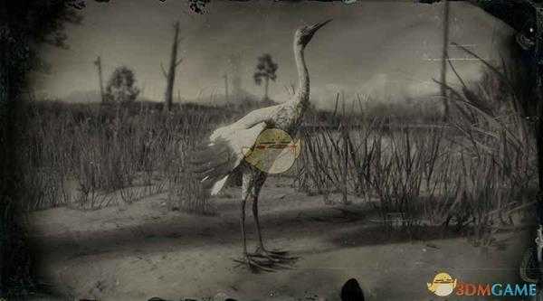 《荒野大镖客2》美洲鹤图鉴一览