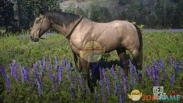 《荒野大镖客2》鹿皮棕色毛色美国标准种马属性一览