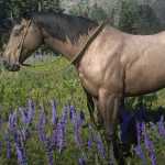 《荒野大镖客2》鹿皮棕色毛色美国标准种马属性一览