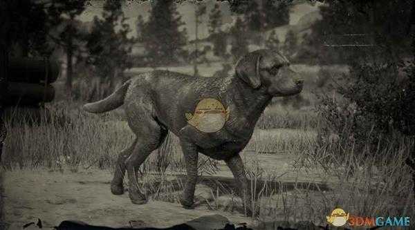 《荒野大镖客2》切萨皮克湾寻回犬图鉴一览