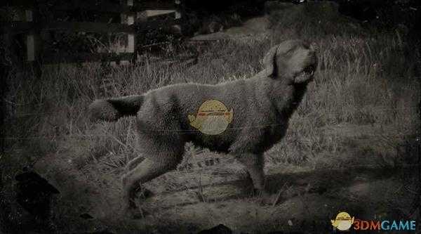 《荒野大镖客2》拉布拉多寻回犬图鉴一览