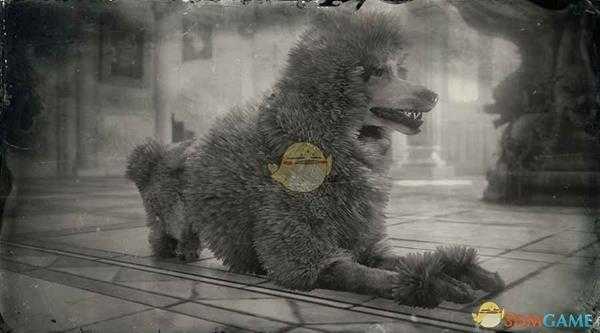 《荒野大镖客2》贵宾犬图鉴一览