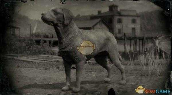 《荒野大镖客2》杂种犬图鉴一览