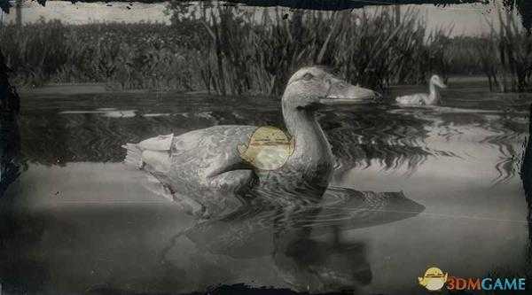 《荒野大镖客2》北京鸭图鉴一览