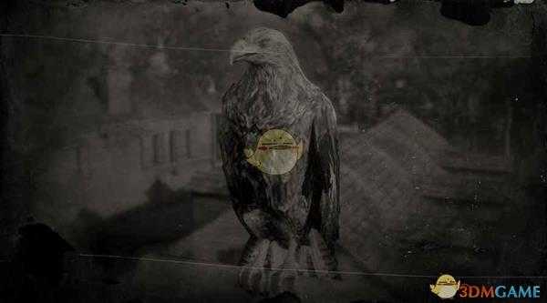 《荒野大镖客2》金雕图鉴一览