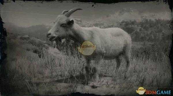 《荒野大镖客2》阿尔卑斯山羊图鉴一览