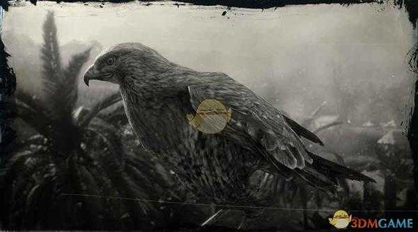 《荒野大镖客2》红尾鹰图鉴一览