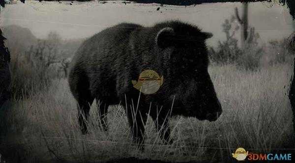 《荒野大镖客2》领西猯图鉴一览