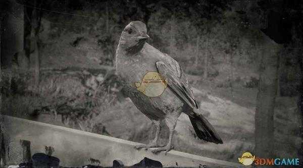 《荒野大镖客2》巴尔的摩黄鹂图鉴一览