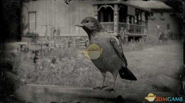 《荒野大镖客2》冠鹂图鉴一览