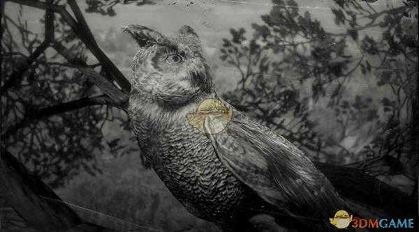 《荒野大镖客2》加州角鸮图鉴一览