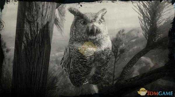 《荒野大镖客2》大角鸮图鉴一览