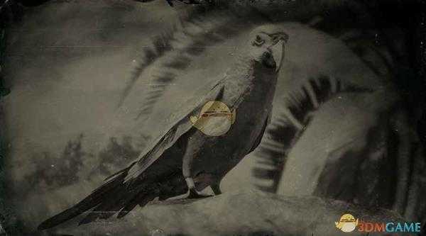 《荒野大镖客2》五彩金刚鹦鹉图鉴一览