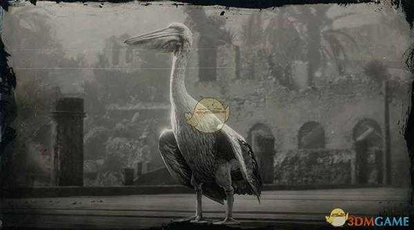 《荒野大镖客2》美洲白鹈鹕图鉴一览