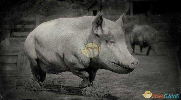 《荒野大镖客2》中国大猪图鉴一览