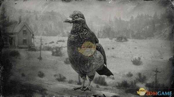 《荒野大镖客2》斑尾鸽图鉴一览