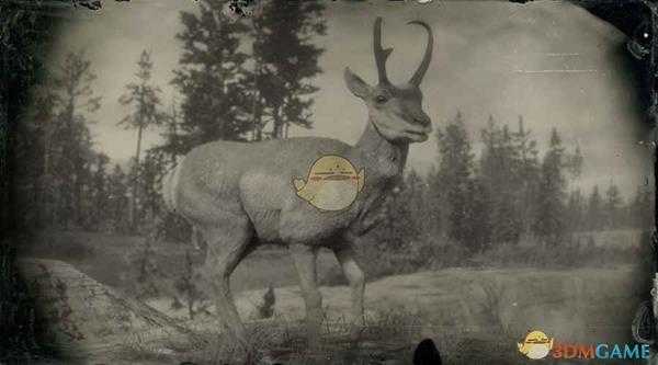 《荒野大镖客2》索诺兰公叉角羚图鉴一览