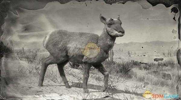 《荒野大镖客2》索诺兰母叉角羚图鉴一览