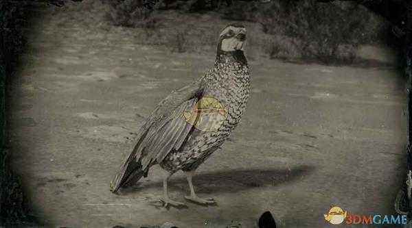 《荒野大镖客2》加州鹌鹑图鉴一览