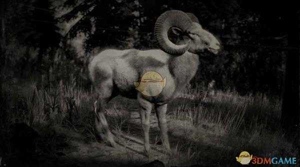 《荒野大镖客2》内华达山脉公盘羊图鉴一览