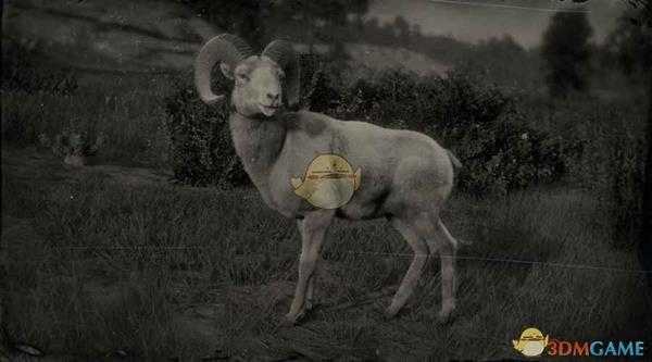 《荒野大镖客2》沙漠公盘羊图鉴一览